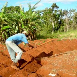 Revitalizing Jamaica’s Agriculture: A Blueprint for Sustainable Growth